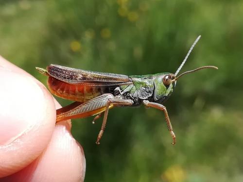 Réf. 260 827 : Stenobothrus fischeri glaucescens